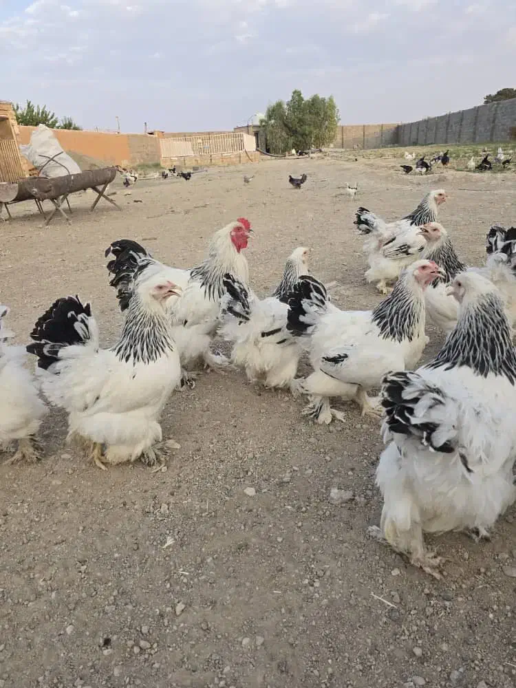 مرغ برهما|حیوانات مزرعه|اصفهان, گورت|دیوار