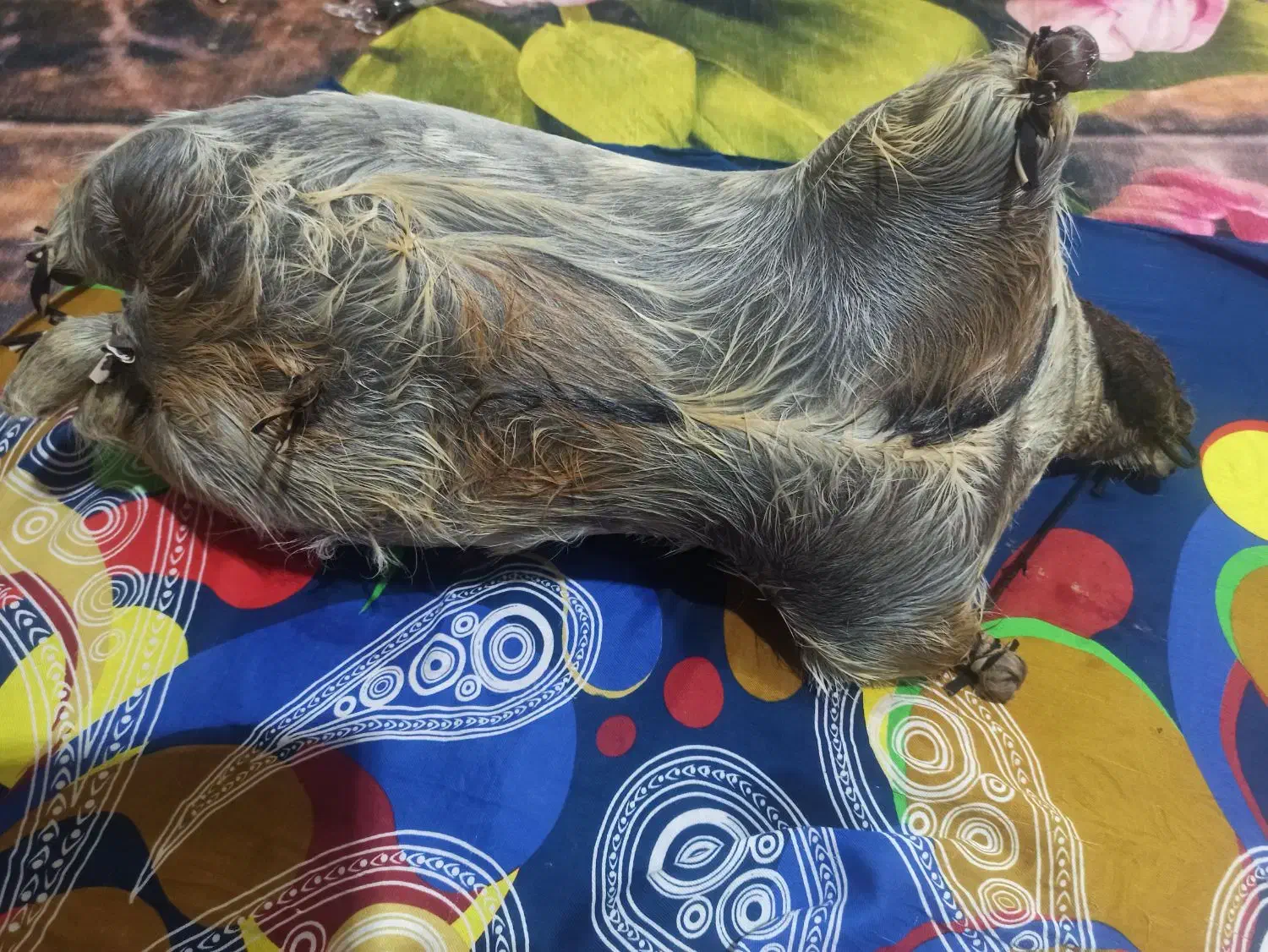 یک عددخیگ روغنی خوش رنگ|ظروف نگهدارنده، پلاستیکی، یک‌بارمصرف|شوشتر, |دیوار