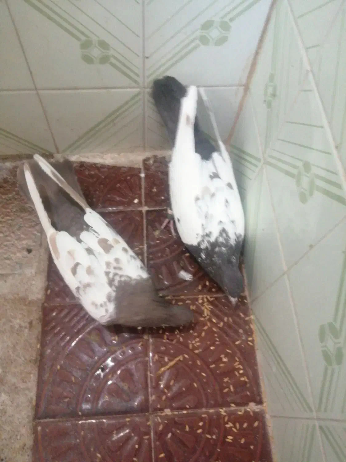 کفتر جفتی|پرنده|شیراز, احمدآباد|دیوار