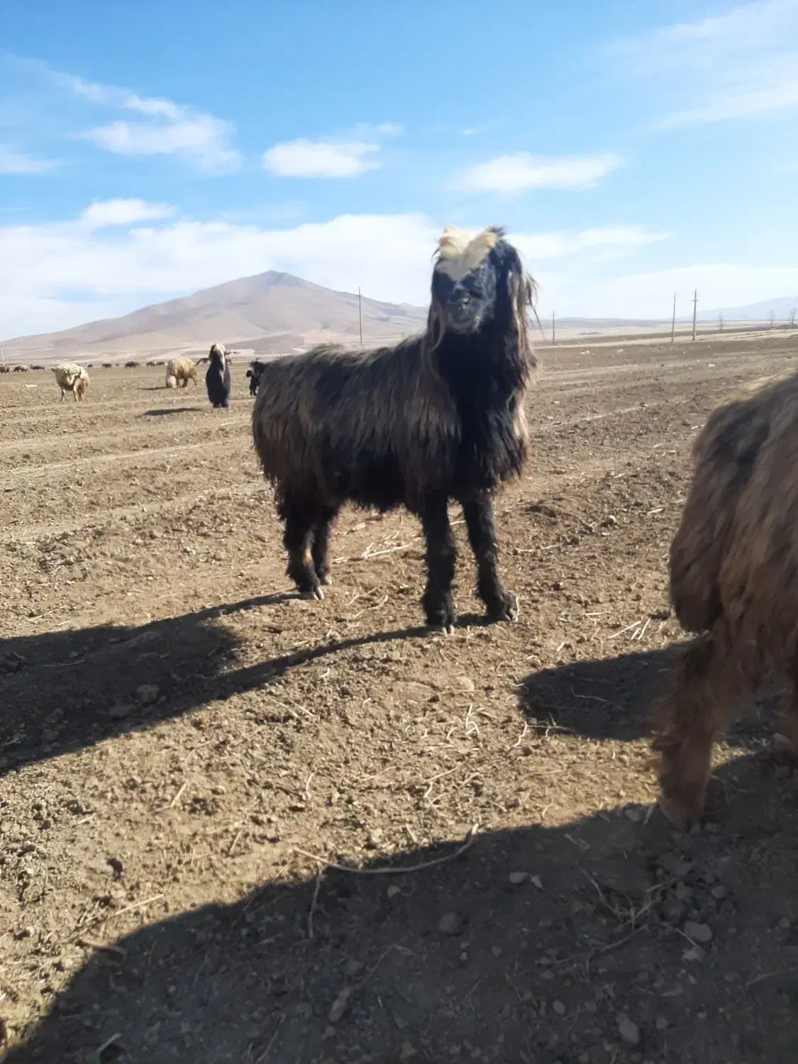 قوچ|حیوانات مزرعه|ازنا, |دیوار