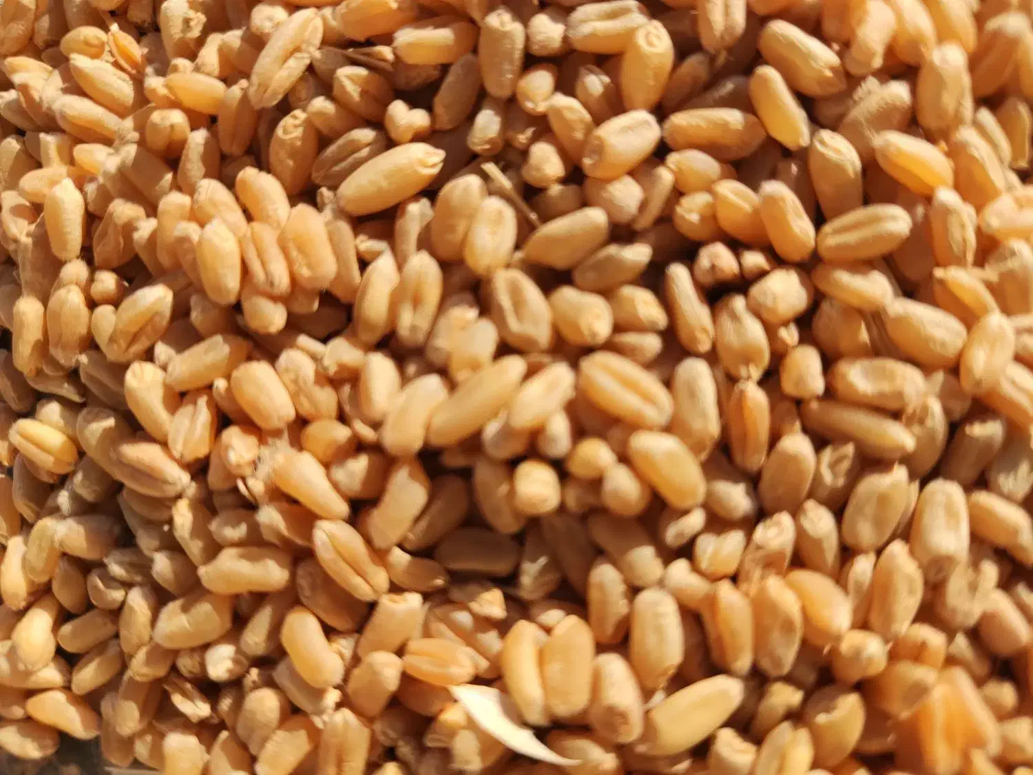 گندم .جو|عمدهفروشی|خانمیرزا, |دیوار