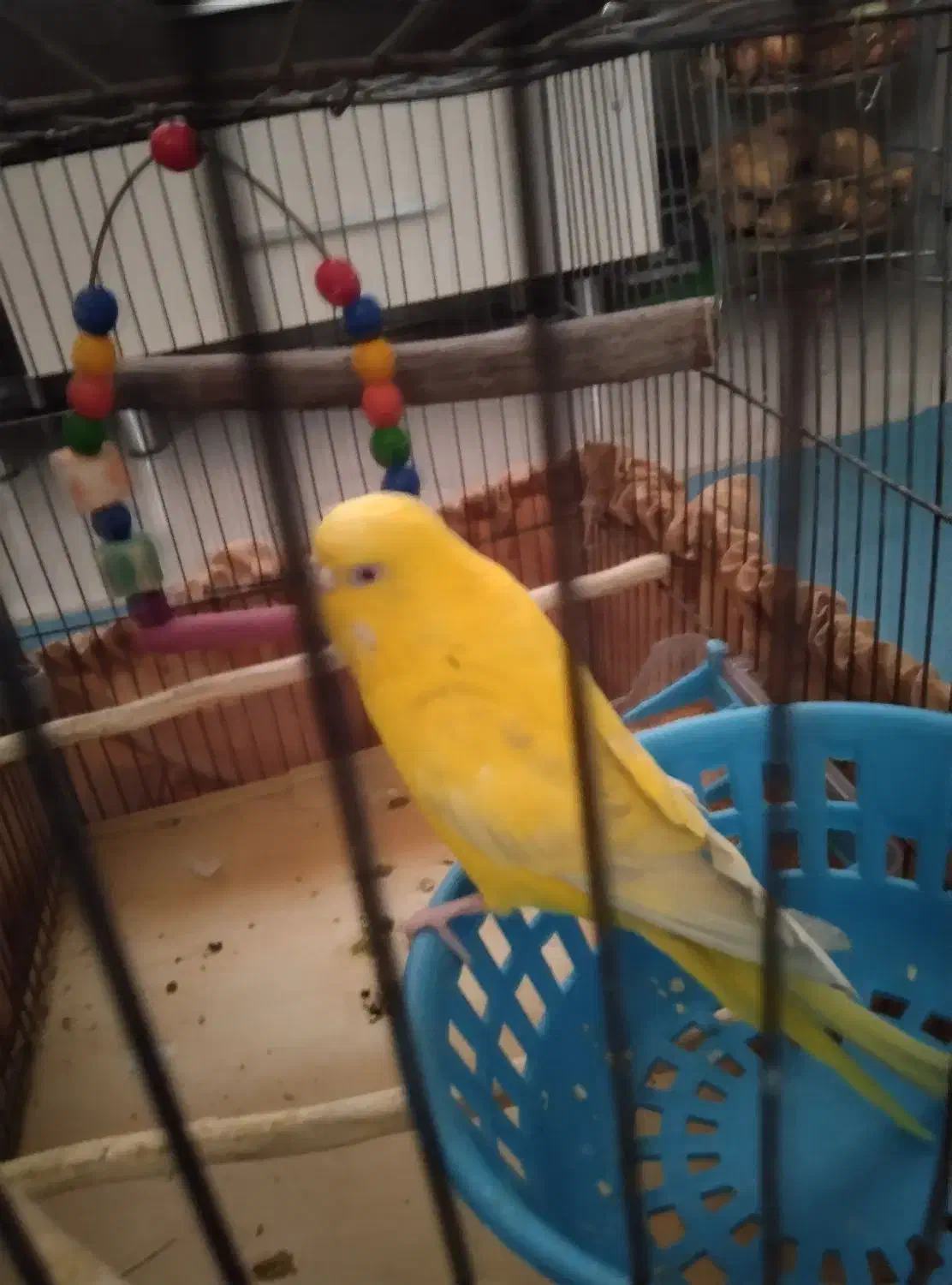 عروس هلندی ماده|پرنده|کهریزک, |دیوار