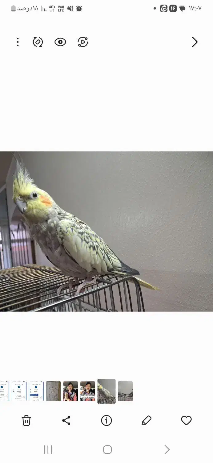 عروس هلندی|پرنده|برخوار, |دیوار