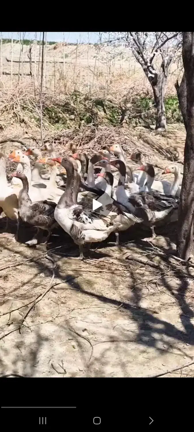 غاز|حیوانات مزرعه|همدان, |دیوار