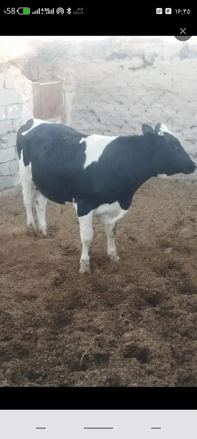 گاو نر چاق|حیوانات مزرعه|سرداران, |دیوار