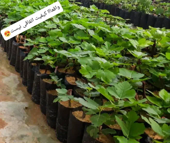 نهال گلدانی انگور و انجیر و گل|خدمات باغبانی و درختکاری|شیراز, دانشکده کشاورزی دانشگاه شیراز|دیوار