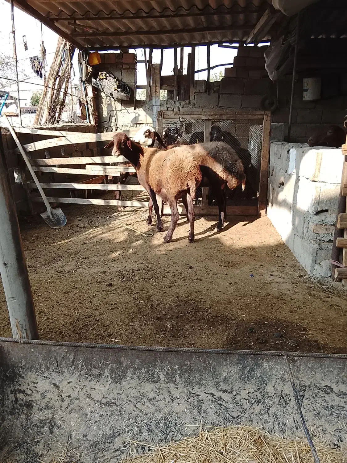 دو راس میش جوان|حیوانات مزرعه|علی‌آباد کتول, |دیوار