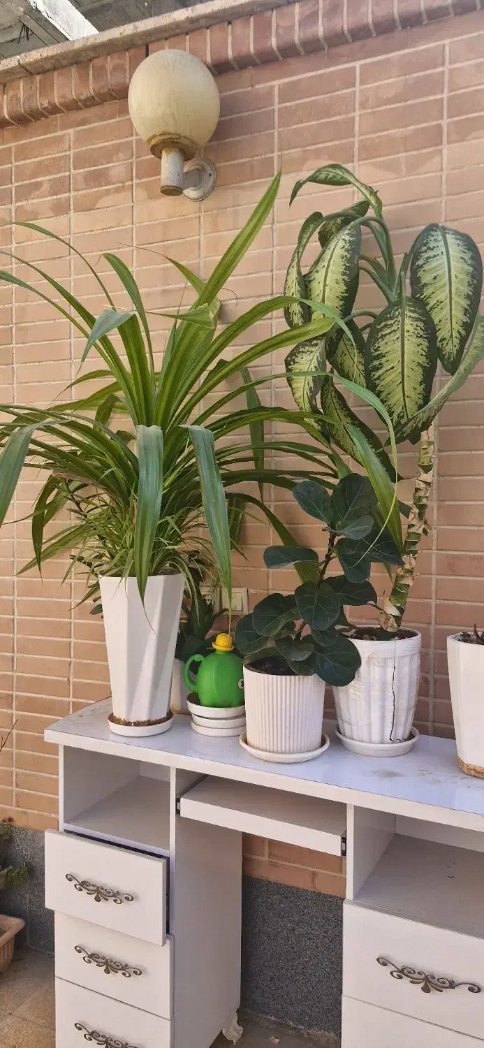 تعدادی گل و گلدان|گل و گیاه طبیعی|فولادشهر, C5|دیوار