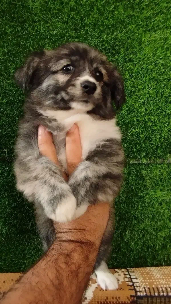 سگ اشپیتز ماده|سگ|رشت, حومه رشت|دیوار