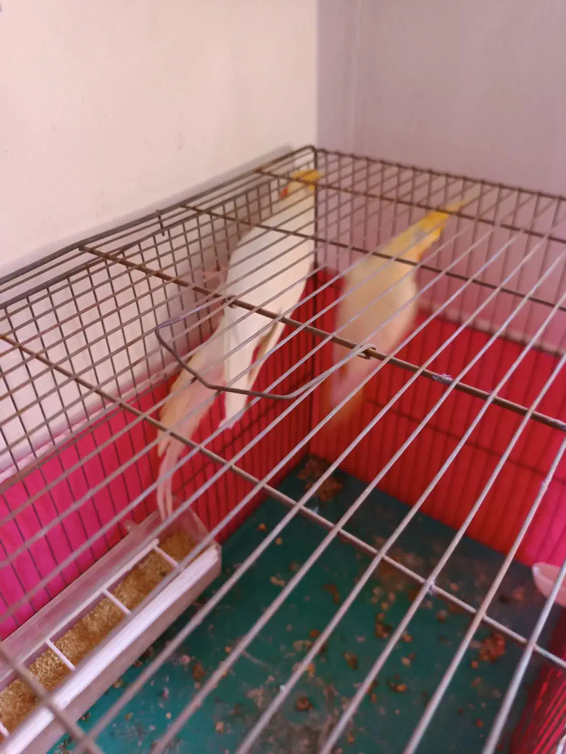 عروس هلندی|پرنده|مبارکه, |دیوار