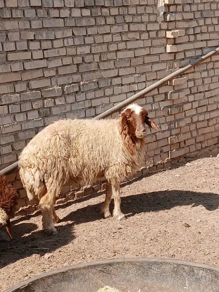 گوسفند بره میش|حیوانات مزرعه|اهواز, گلدشت|دیوار