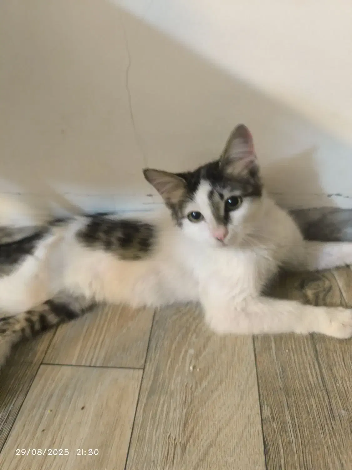 یک  بچه گربه رایگان واگذار میشه|گربه|کرمان, |دیوار