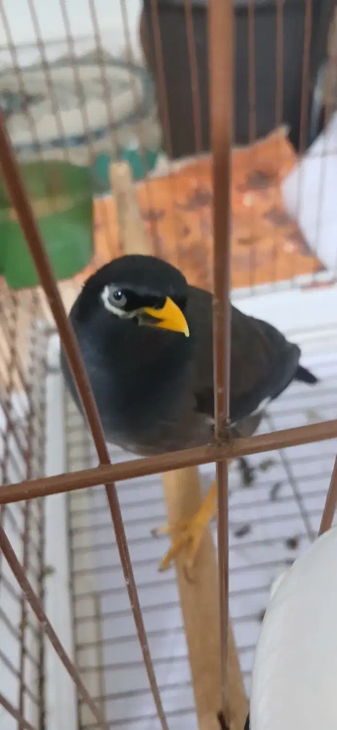 مرغ مینا|پرنده|ساری, |دیوار