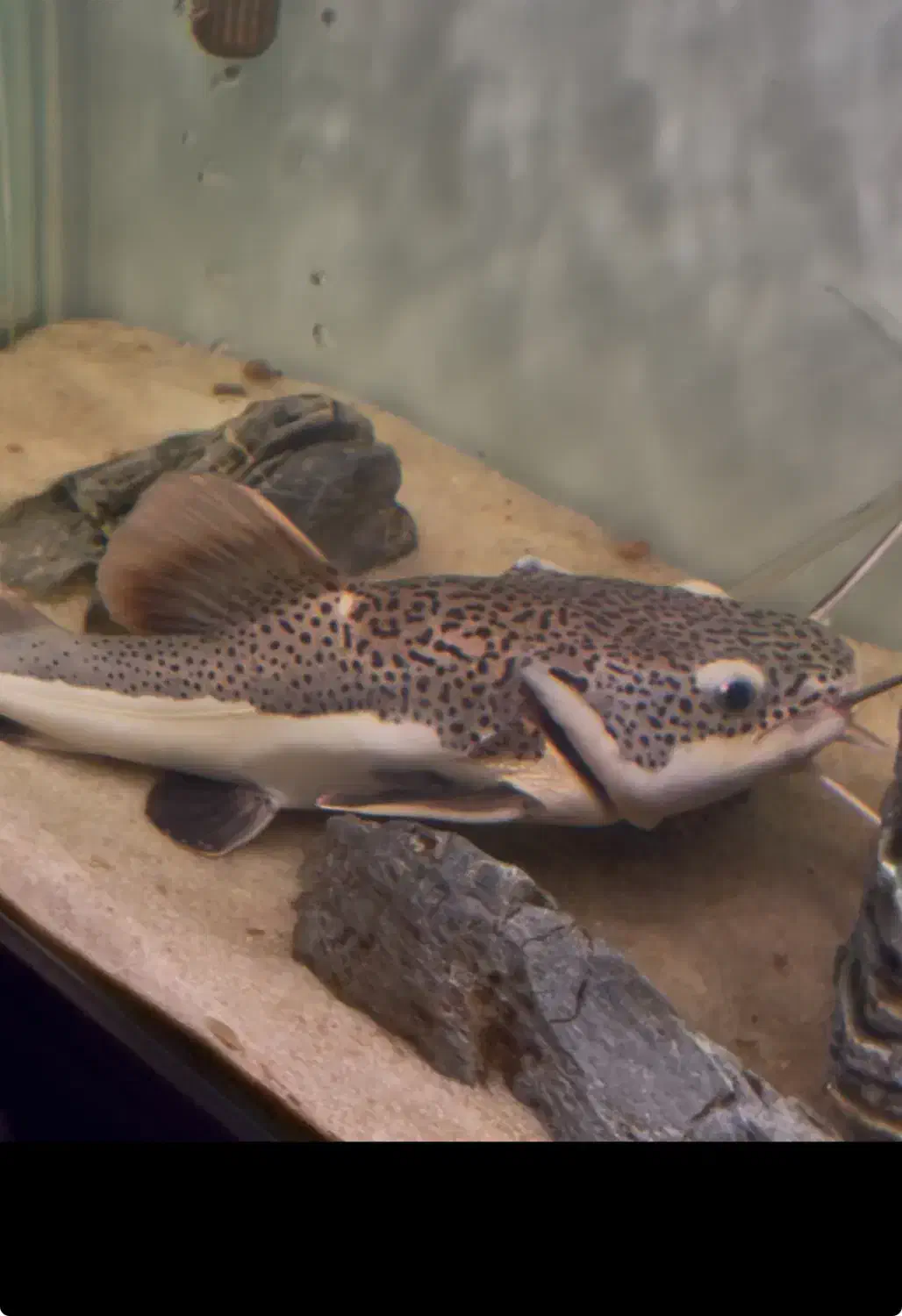 ماهی اکواریوم|ماهی|اهواز, زیتون کارمندی|دیوار