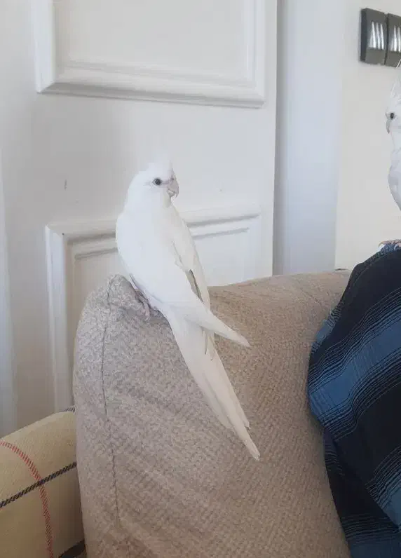 معاوضه آلبینو با لوتینو|پرنده|کرمان, |دیوار