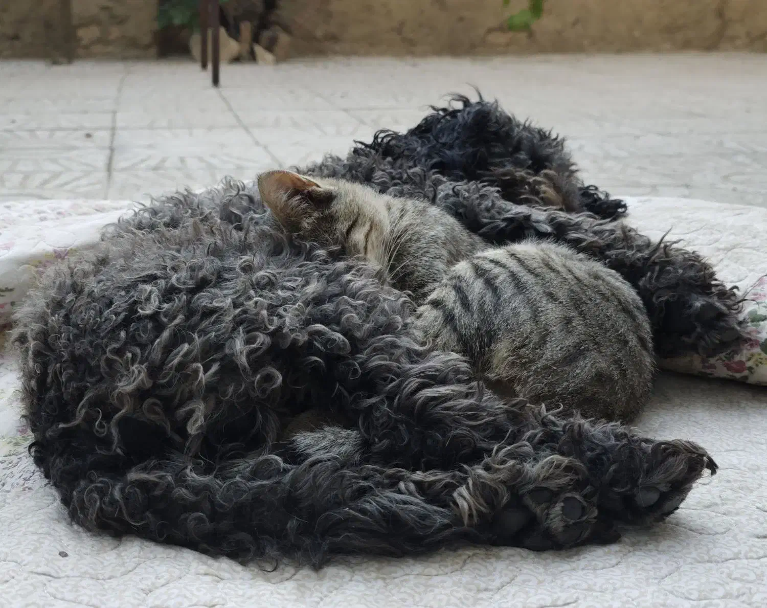 توی پودل|سگ|سنندج, |دیوار