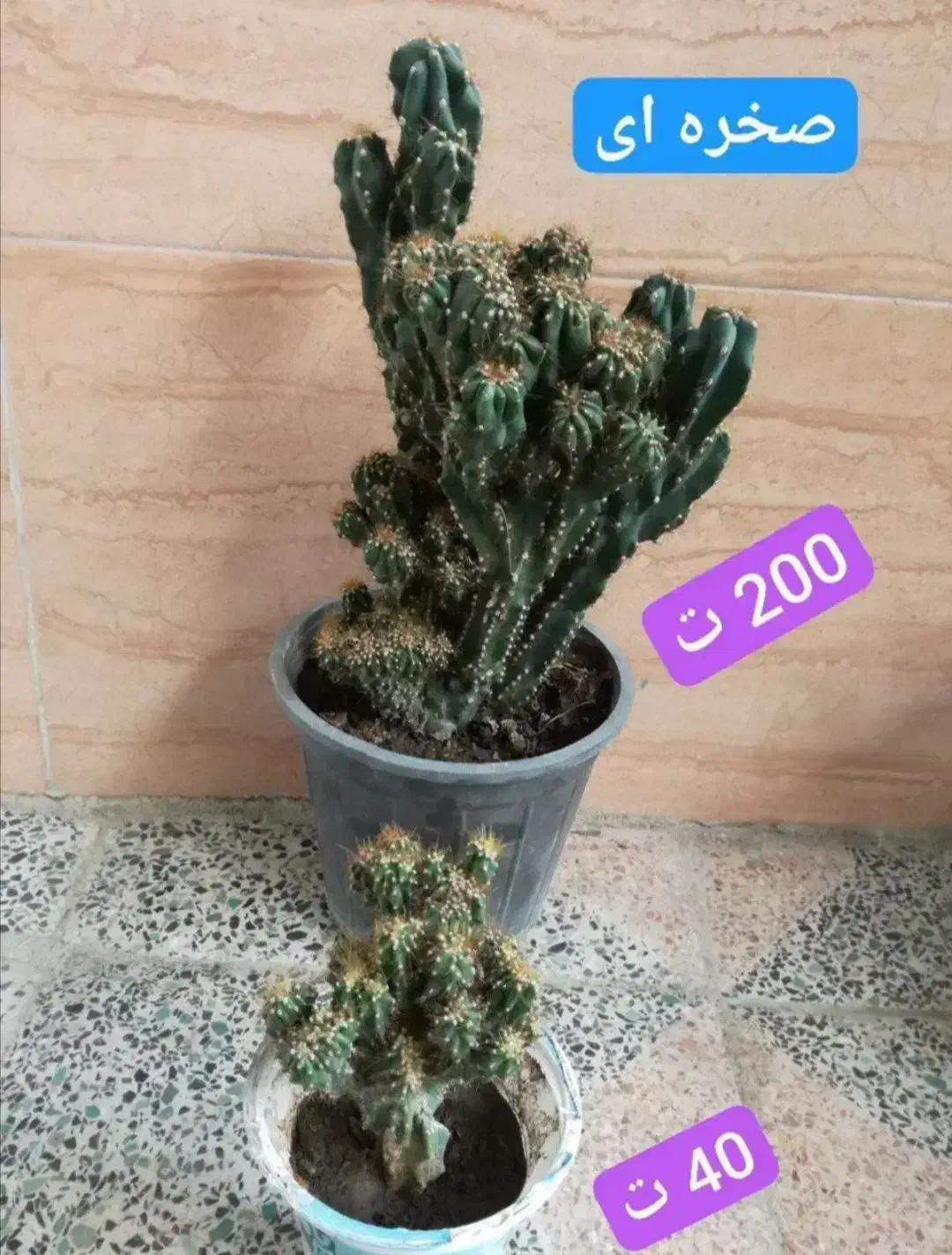 گل های آپارتمانی|گل و گیاه طبیعی|قدس, شهرقدس|دیوار