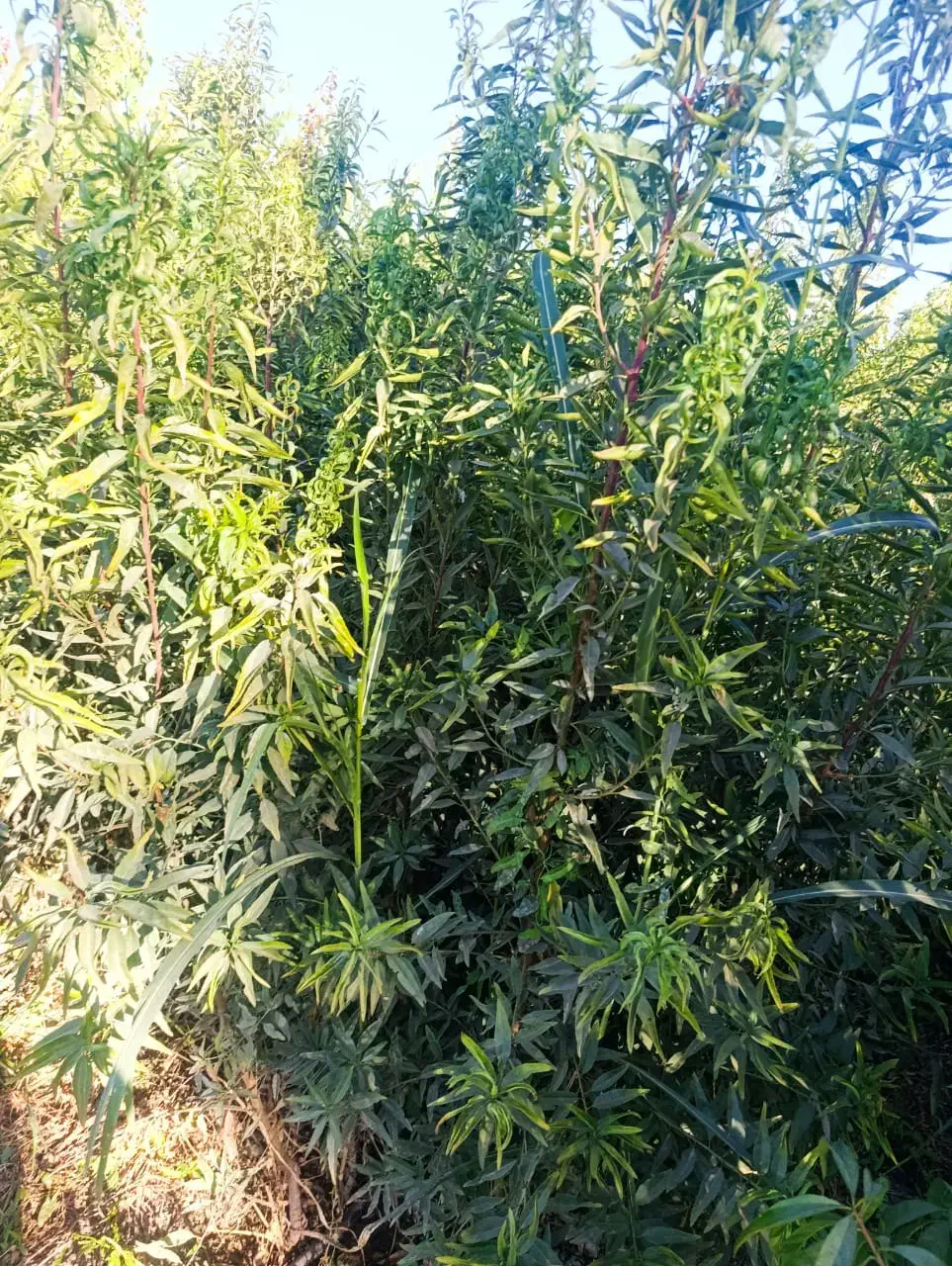 نژاد برتر تخصص ماست|گل و گیاه طبیعی|یاسوج, |دیوار