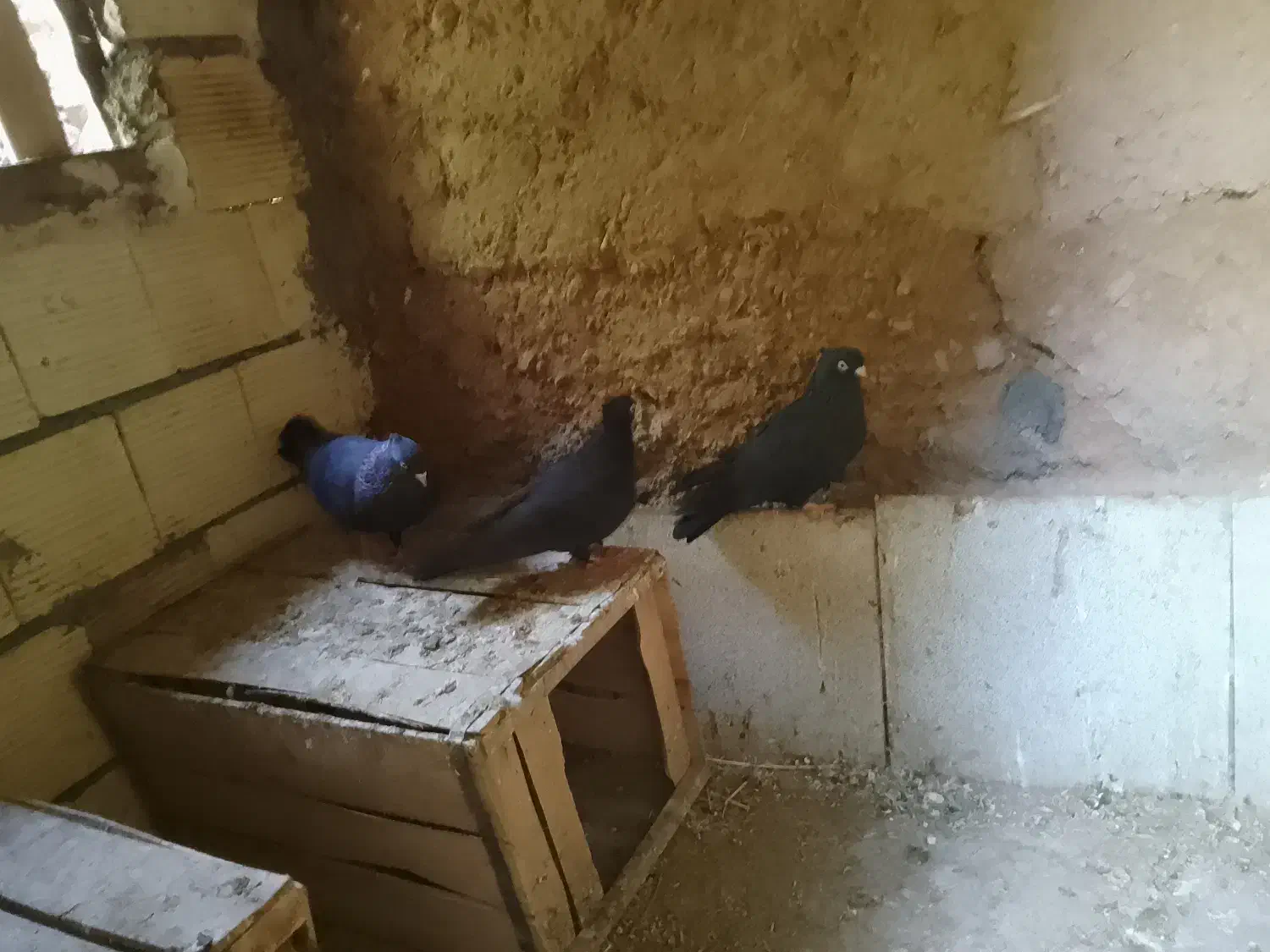 کبوتر قیل زاغ|پرنده|شهرضا, |دیوار