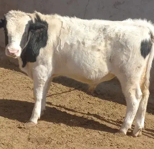 گوساله نر وماده|حیوانات مزرعه|بیرجند, |دیوار
