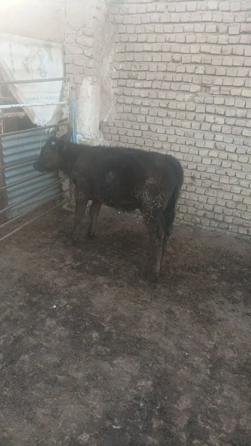 حیوان|حیوانات مزرعه|نیشابور, مازول|دیوار