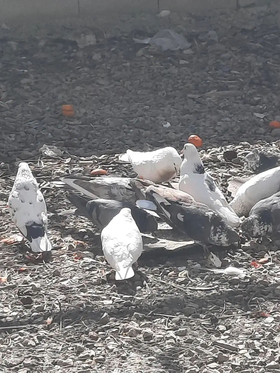 کبوتر|پرنده|یاسوج, |دیوار