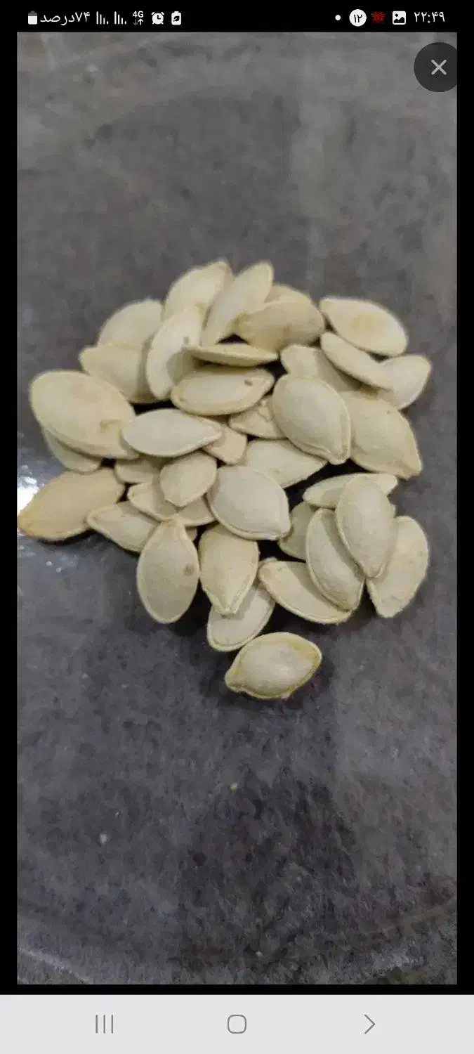 تخمه|خوردنی و آشامیدنی|خارک, |دیوار