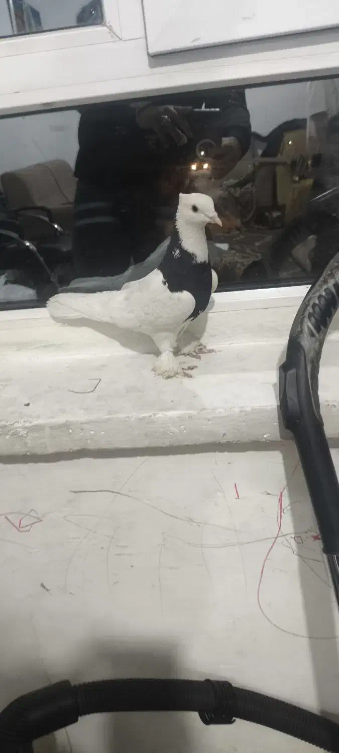 کبوتر|پرنده|شیراز, رازی|دیوار