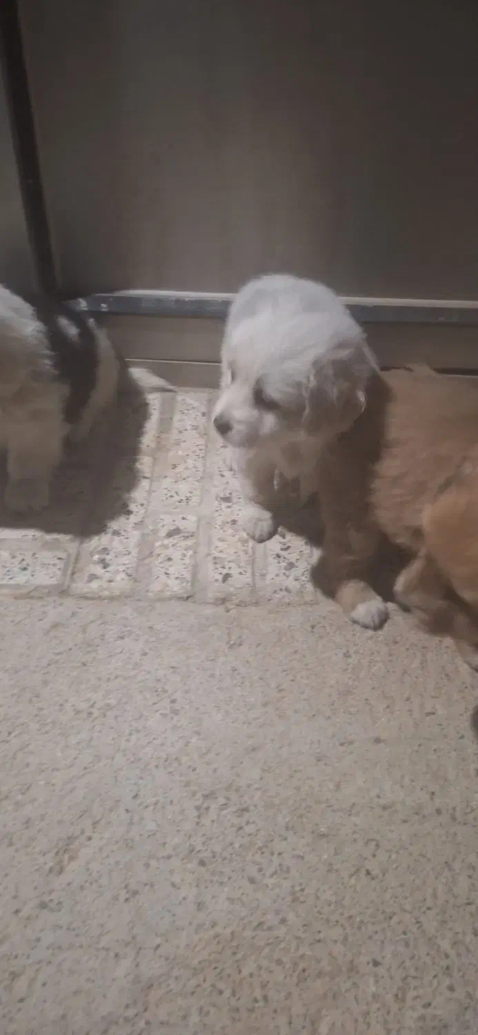 فروش کوتلو سگ نژادپامرانین سیاو اشپیتز|سگ|گلپایگان, |دیوار