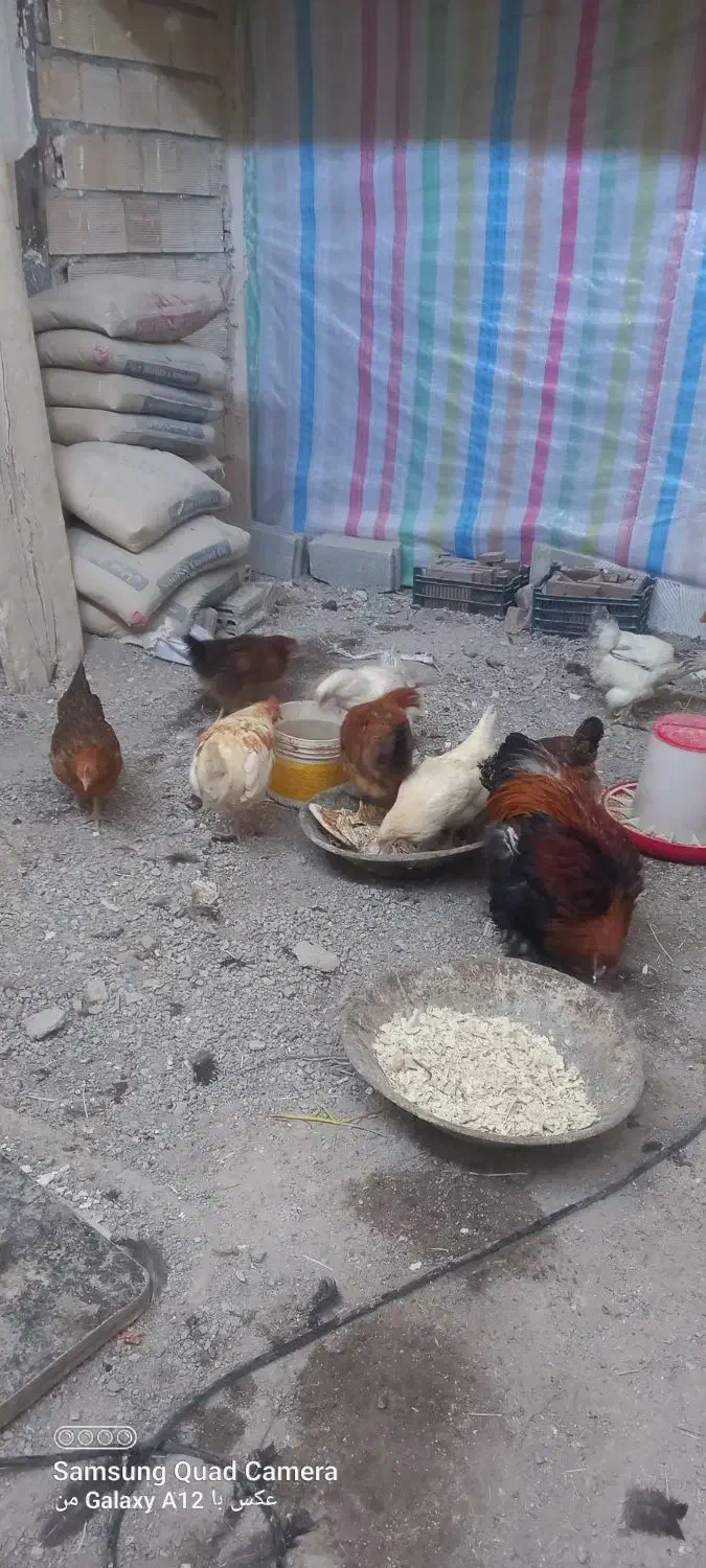 مرغ|حیوانات مزرعه|باسمنج, |دیوار