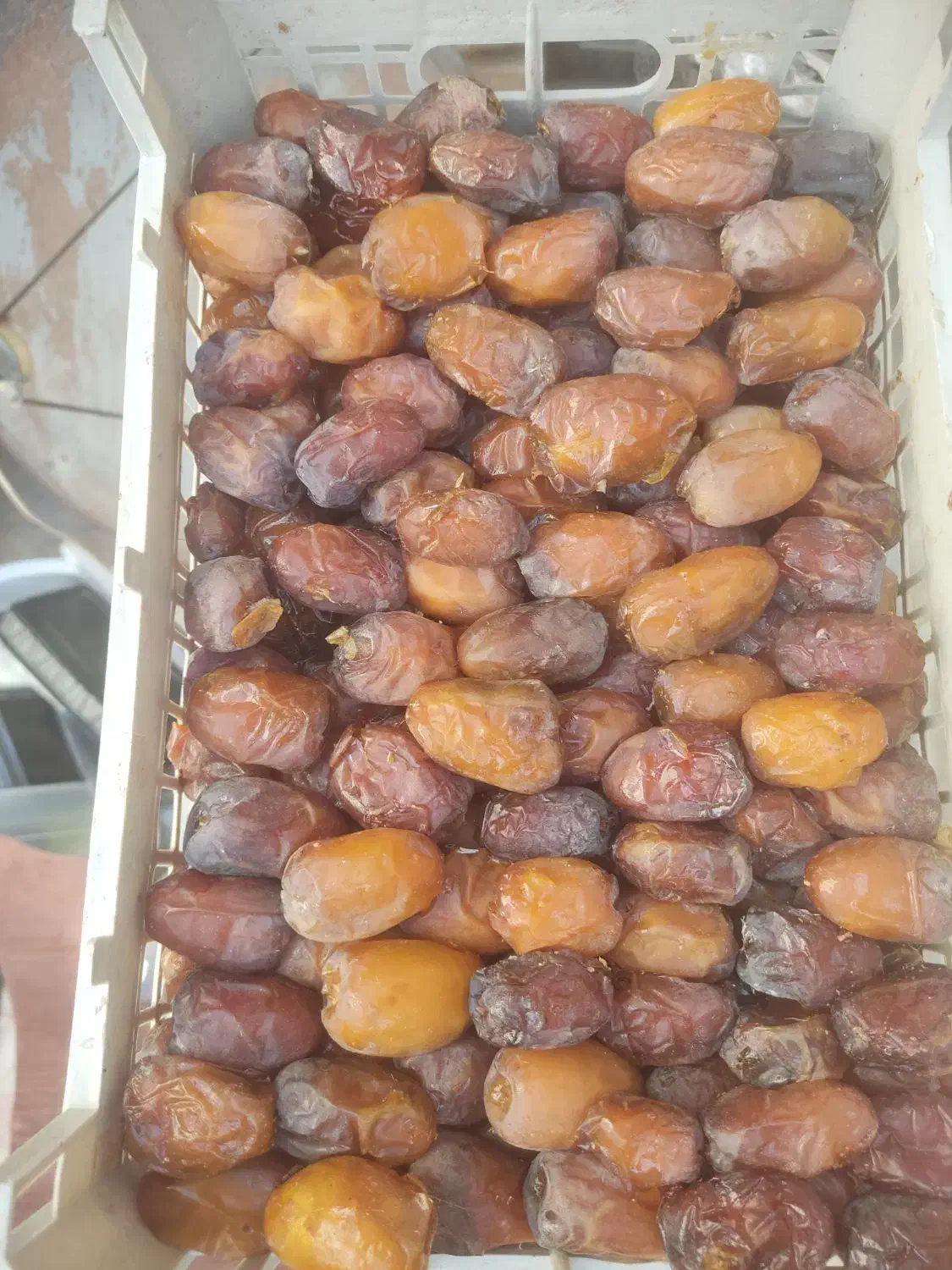 رطب کبکاب درشت ودرجه یک|خوردنی و آشامیدنی|شیراز, شهرک ولیعصر|دیوار
