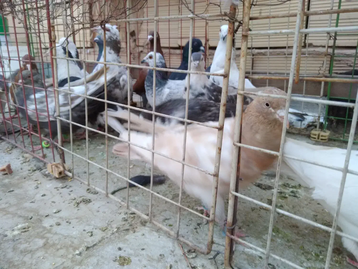 شانزده تا کفترشهرستانی.بدون بوم|پرنده|مشهد, امیریه|دیوار