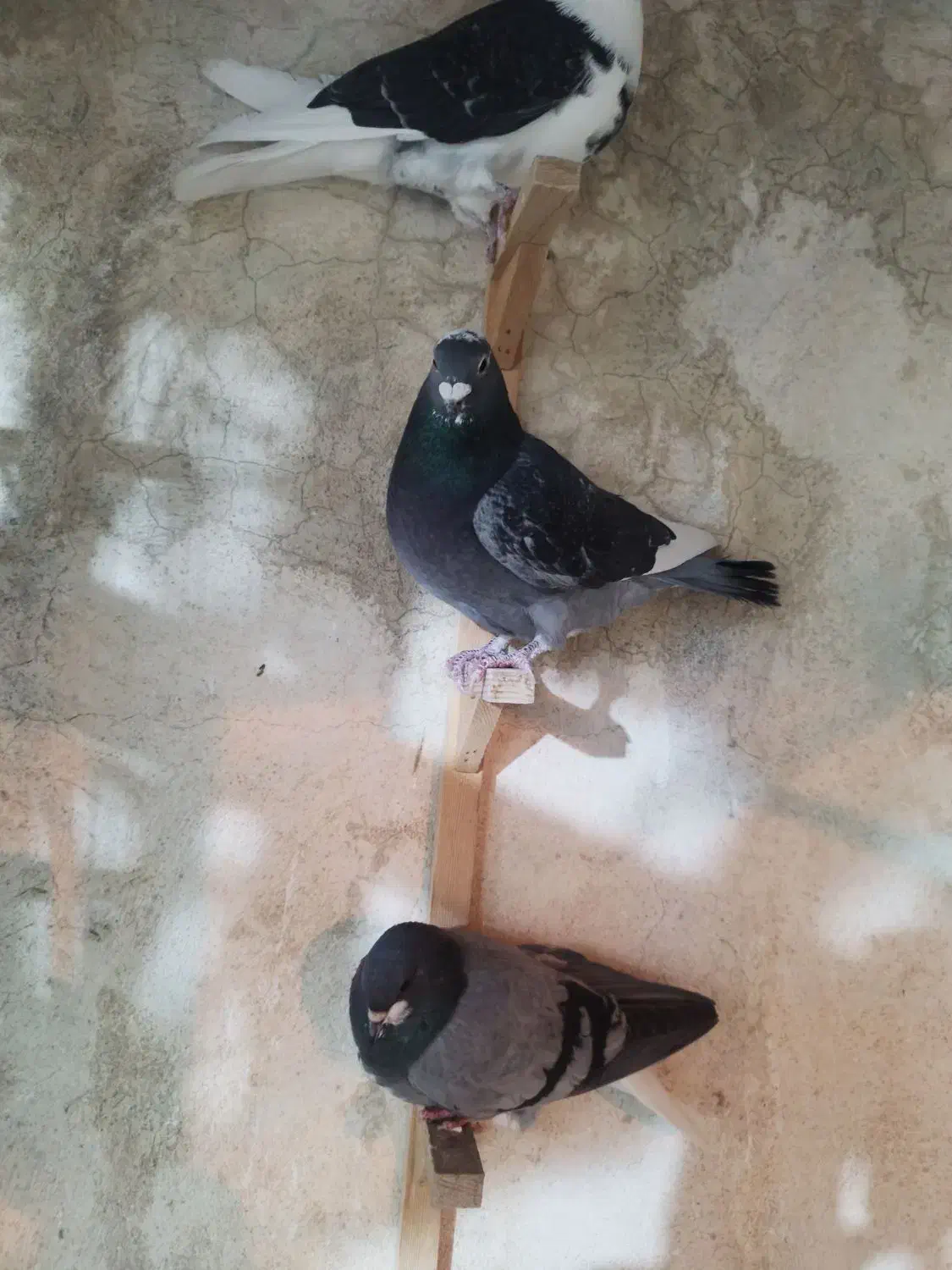 کفتر|پرنده|سپیدان, |دیوار