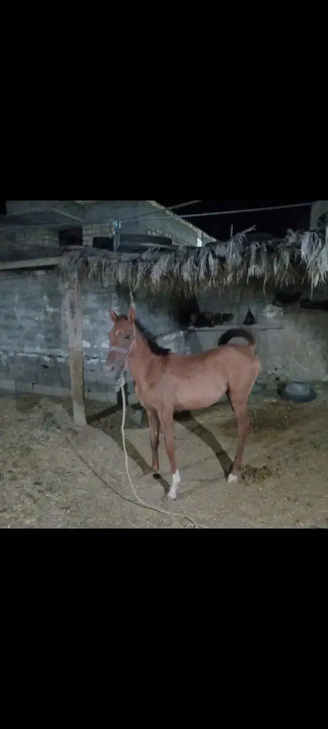 کره مادیان دره شوری|اسب و تجهیزات اسبسواری|جهرم, |دیوار