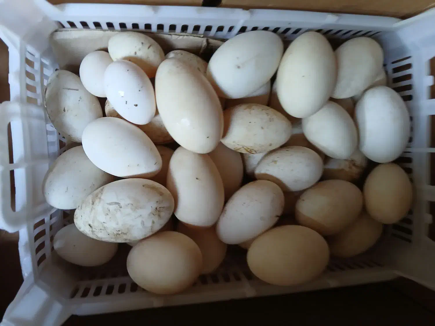 تخم غاز|حیوانات مزرعه|خرمشهر, |دیوار