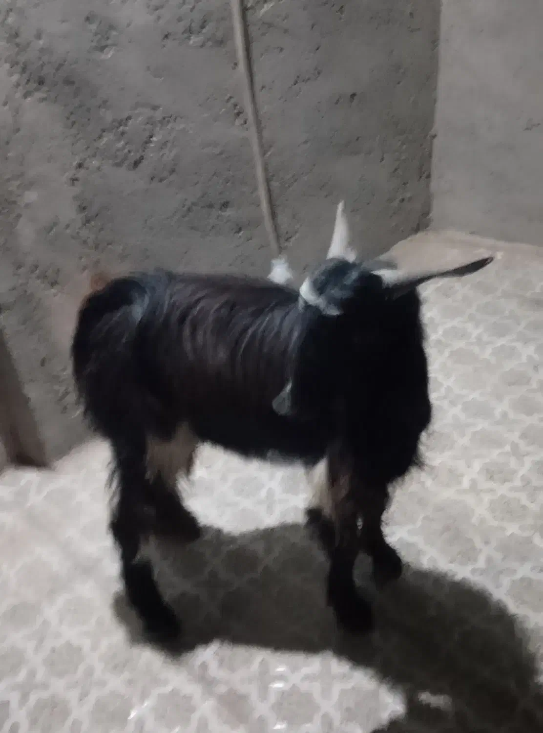 فروشی|حیوانات مزرعه|بمپور, |دیوار