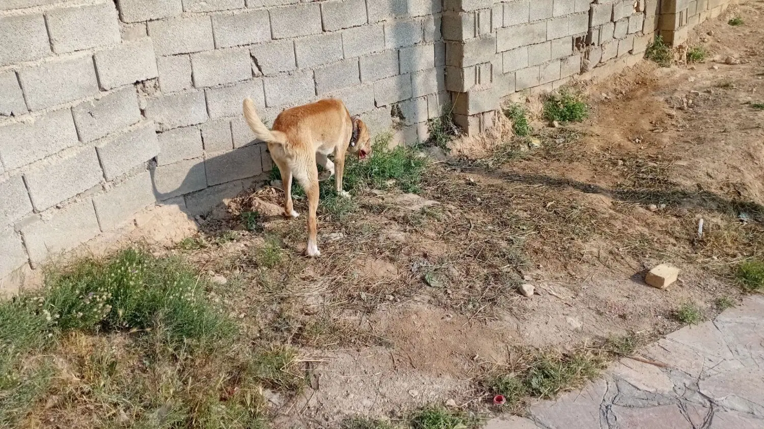 سگ سرابی|سگ|مشهد, خواجه ربیع|دیوار