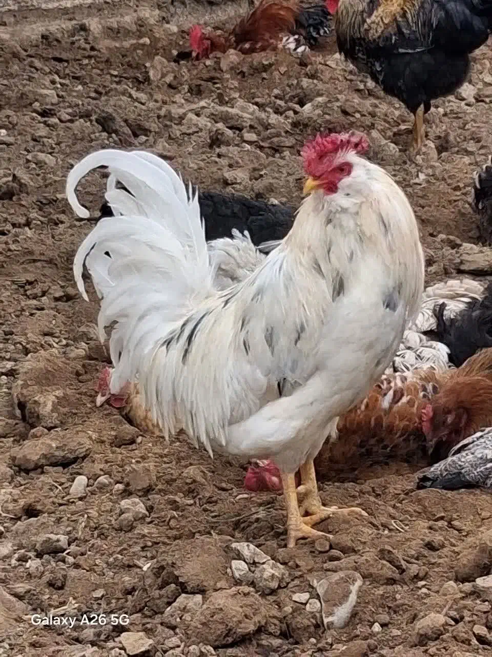 گلین مرغ و خروس|حیوانات مزرعه|ماهدشت, |دیوار