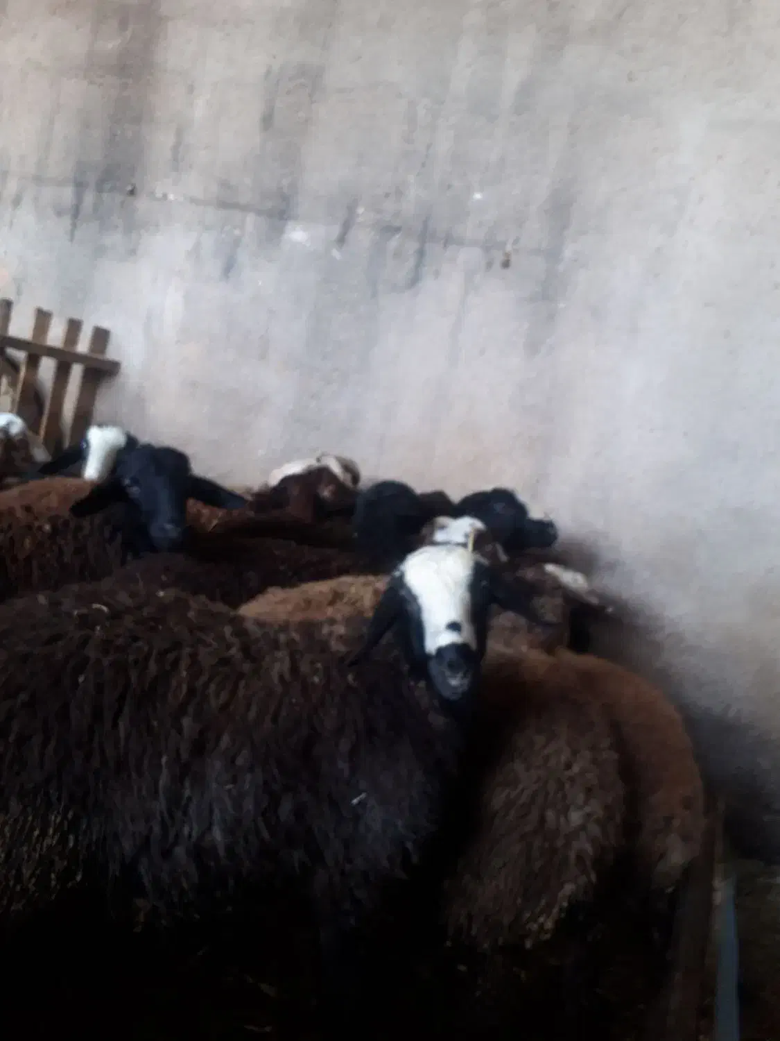 بره نر|حیوانات مزرعه|تاکستان, |دیوار