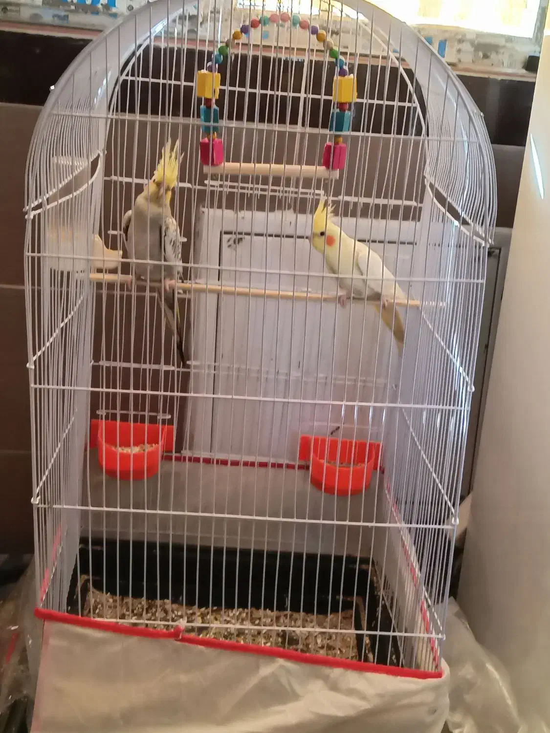 عروس هلندی نرو ماده دستی|پرنده|مشهد, شهرک مهرگان|دیوار