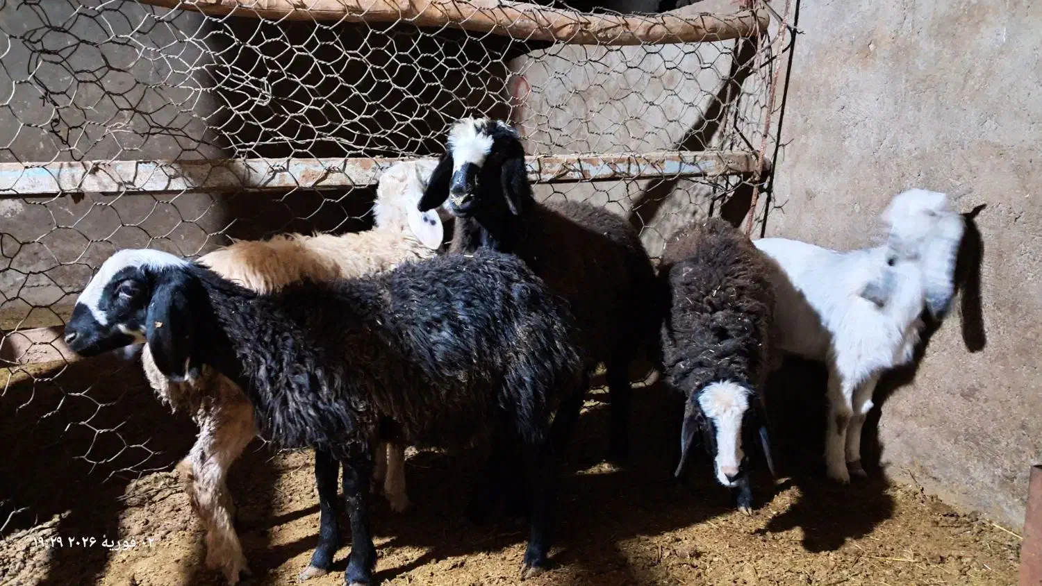 گوسفند|حیوانات مزرعه|اسفرورین, |دیوار