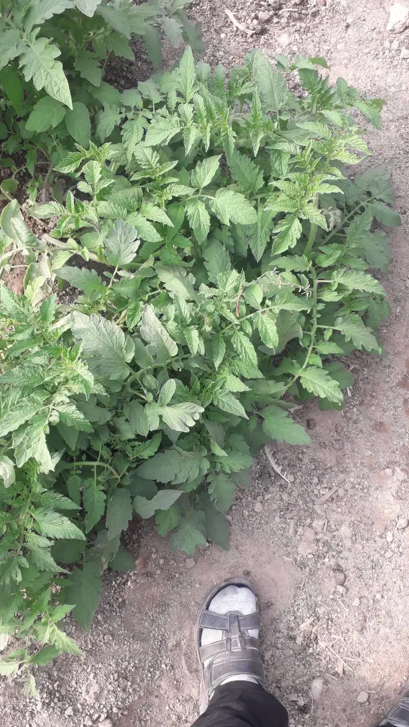 قلمه گوجه|خدمات باغبانی و درختکاری|کرباسک, |دیوار