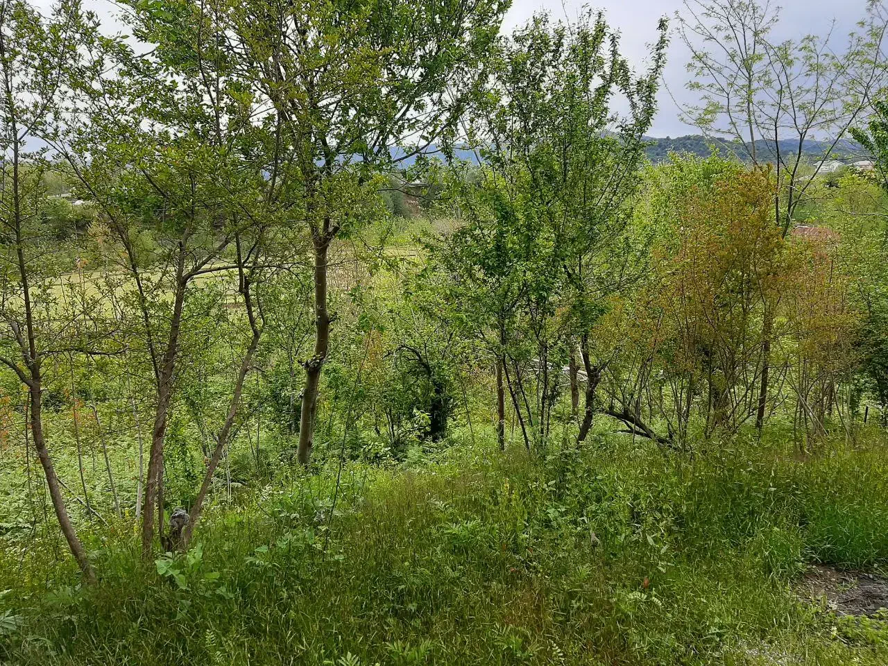 راهنمایی برای راه اندازی میوه فروشی|فعالیت داوطلبانه|رشت, منظریه|دیوار