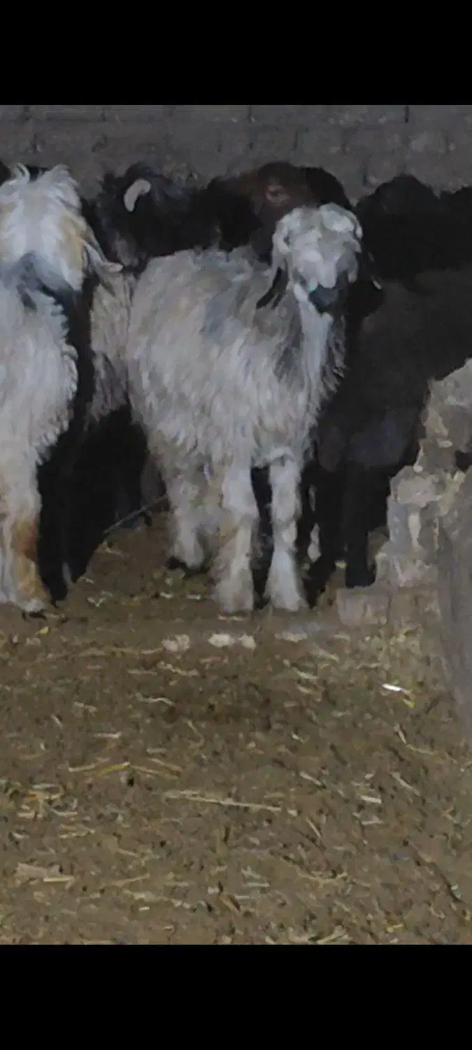 میش . بره .|حیوانات مزرعه|عسگران, |دیوار