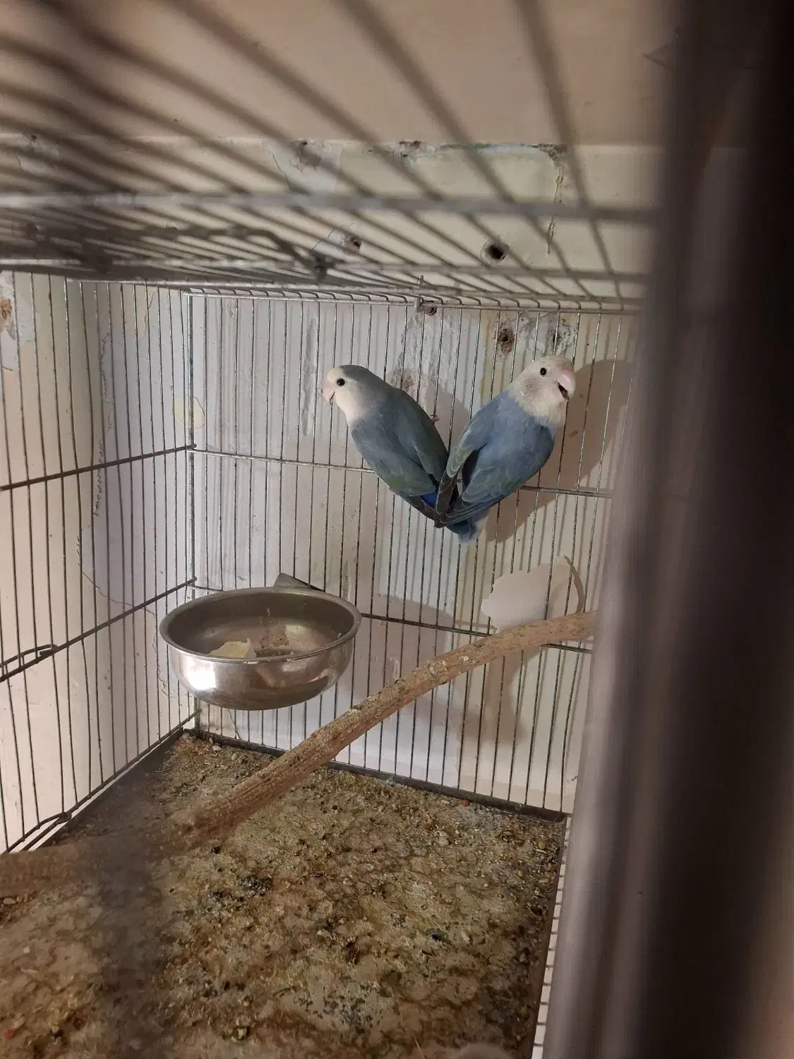 برزیلی|پرنده|تهران, امام زاده عبدالله|دیوار