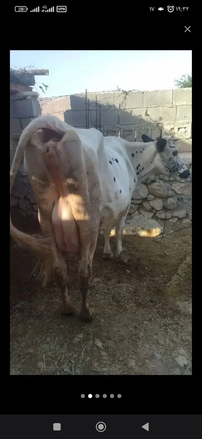 گاو ابستن|حیوانات مزرعه|ایذه, |دیوار