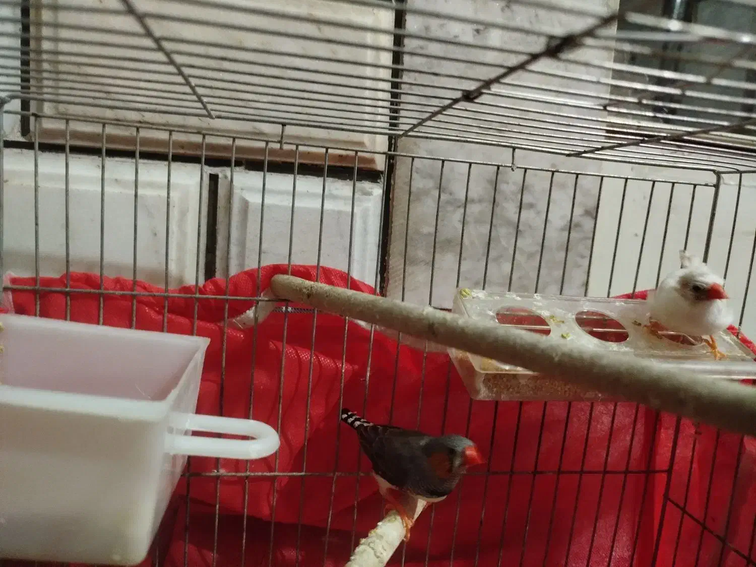 فنج|پرنده|خمینی‌شهر, |دیوار