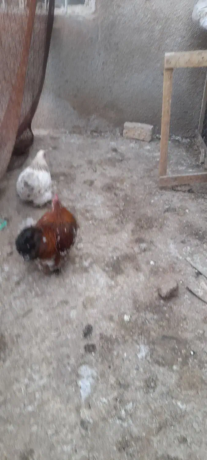 یک جفت مرغ و خروس کوشین|حیوانات مزرعه|تربت جام, امام|دیوار