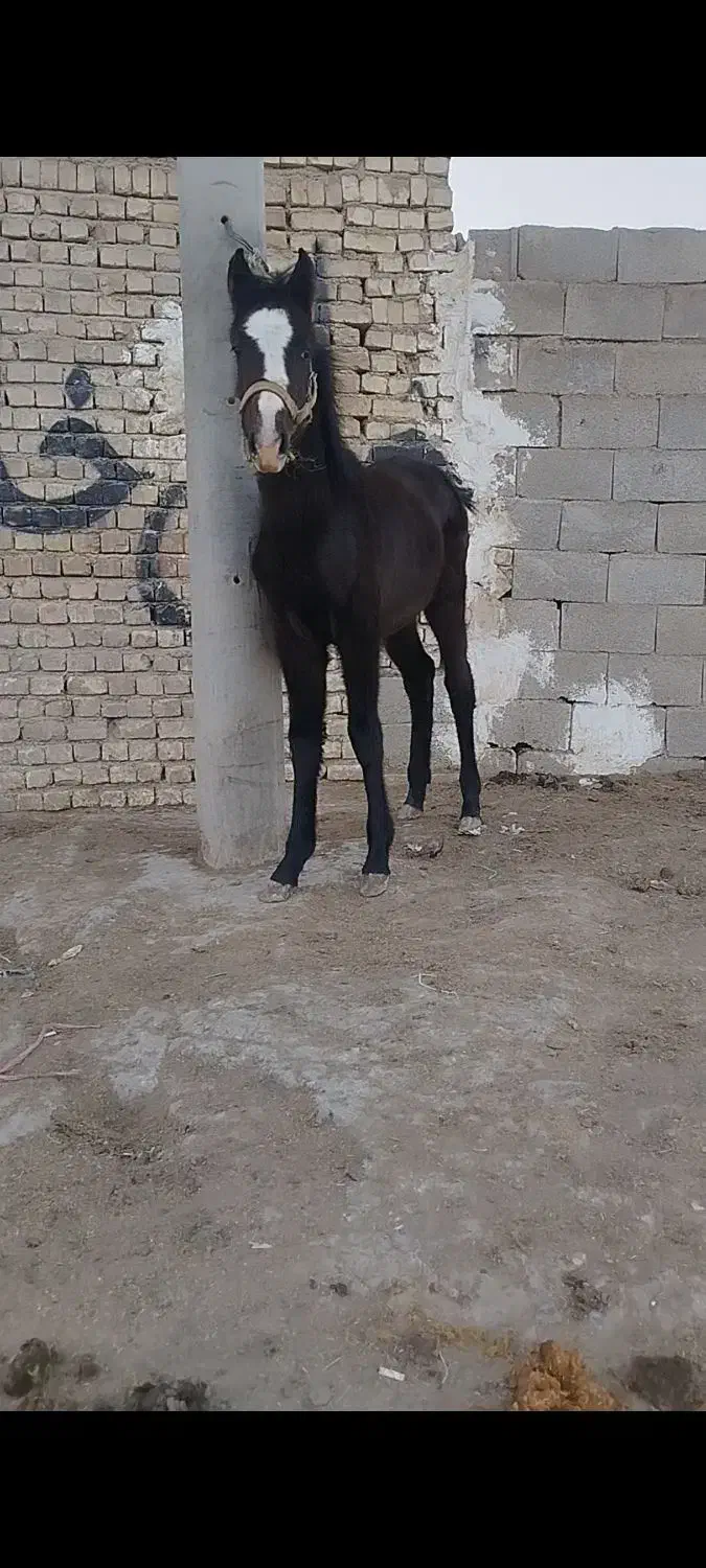 اسب کره مادیان|اسب و تجهیزات اسب‌سواری|خمینی‌شهر, |دیوار