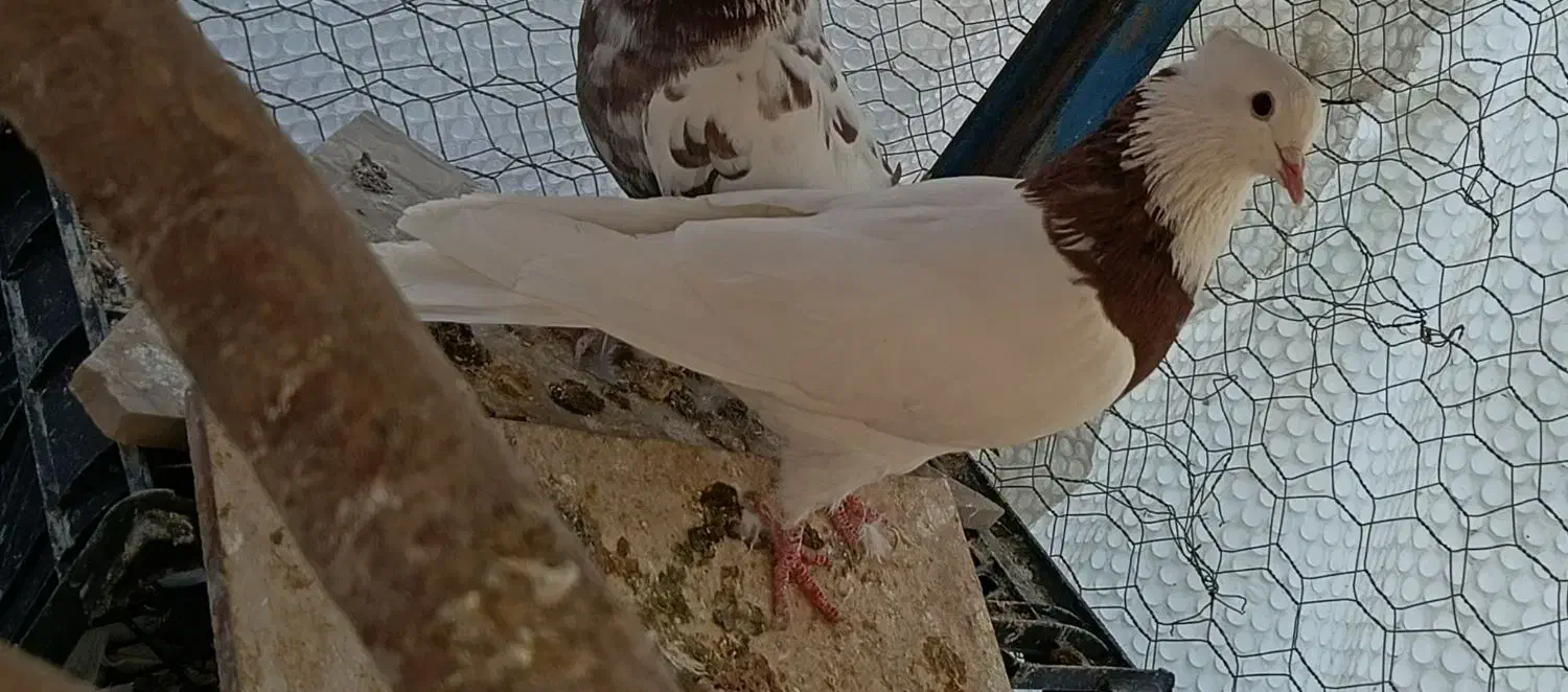 کبوتر|پرنده|ایوان, |دیوار